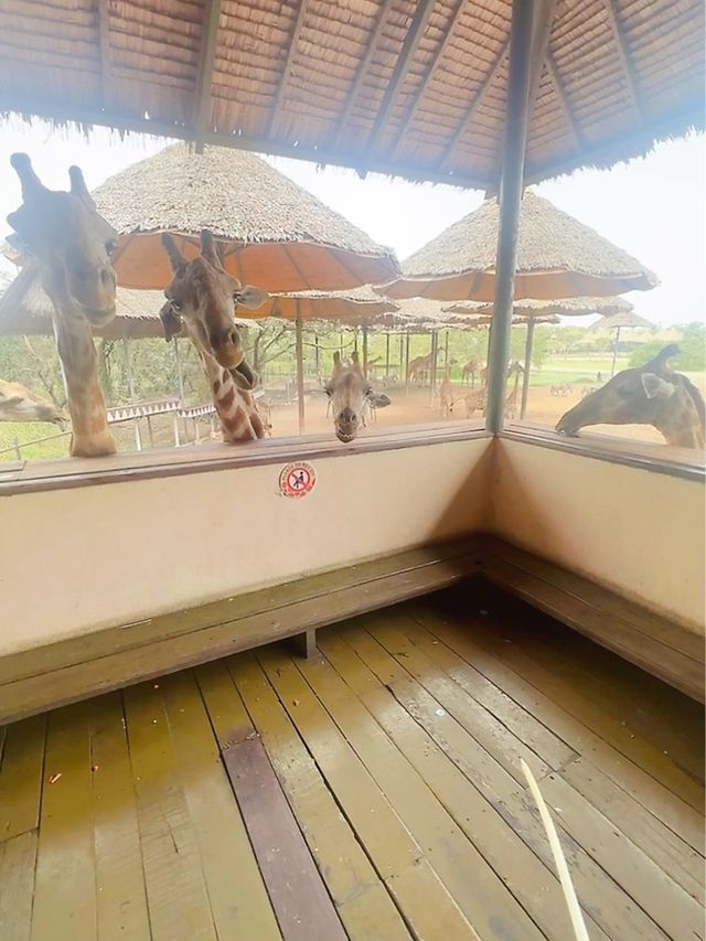 ⭐️亞洲最大動物園～Safari World