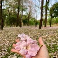 สวนลุมพินี พื้นที่สีเขียว ใจกลางกรุงเทพ