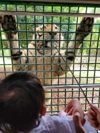 深圳動物園一天遊