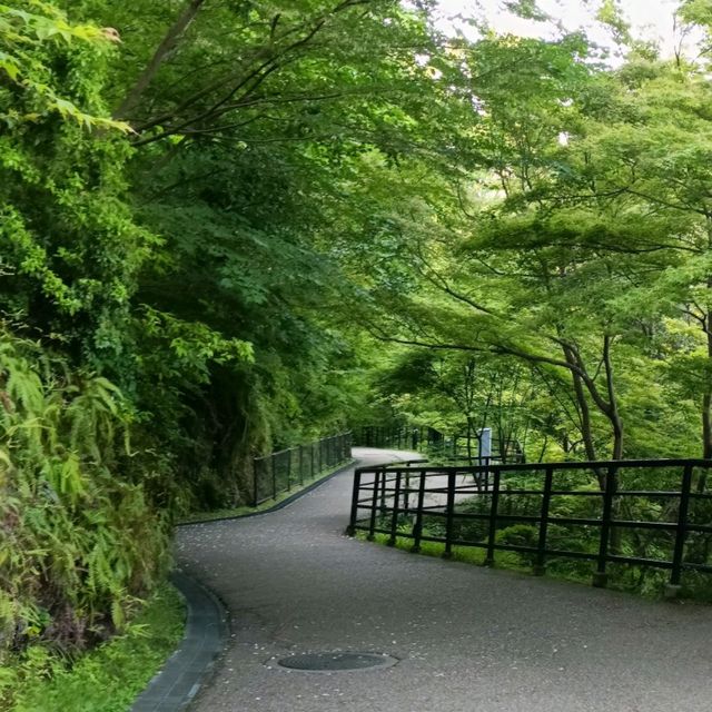 Iconic Kiyomizu-dera Temple in Kyoto 