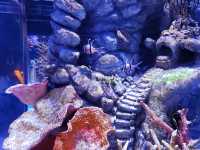 地點屈機既水族館|曼谷暹羅海洋世界