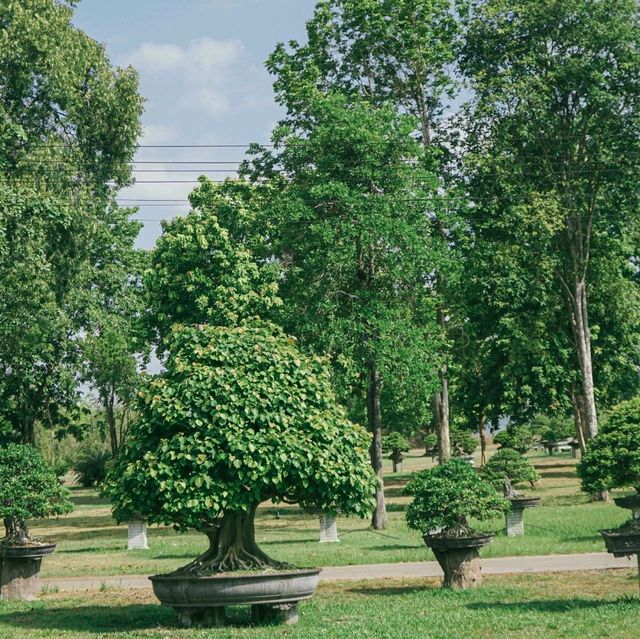Bonsai Village Suanphung สวนผึ้ง บอนไซ วิลเลจสวนผึ้ง ราช