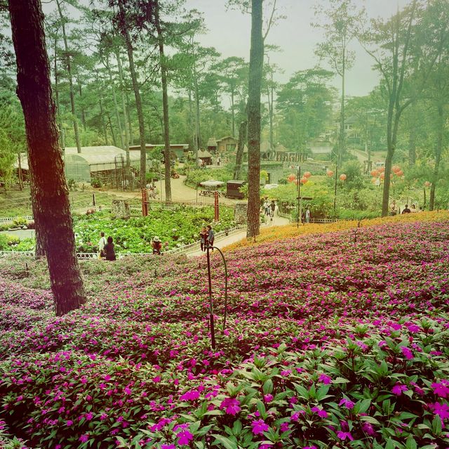 Exploring Baguio’s Botanical Wonders