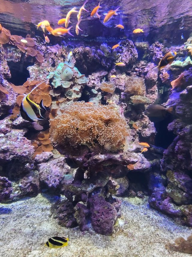 The Dallas World Aquarium 🐠✨
