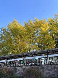 서울 근교 아산 산책하기 좋은 곡교천 은행나무길🍂