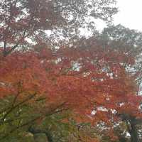 Palace famous for secret garden during autumn