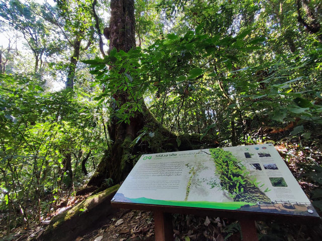 เส้นทางศึกษาธรรมชาติกิ่วแม่ปาน 🌲🌲🌲