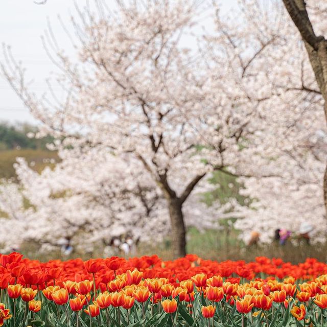 The beautiful walking path of Korea