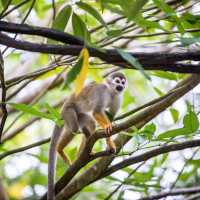 Animal Adventure at Singapore Zoo