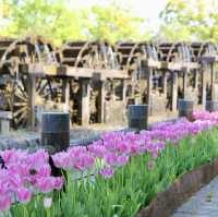 Tonami Tulip Park 💐🌷