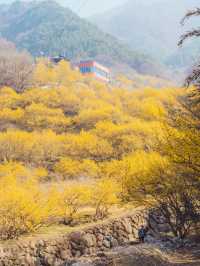 🌼다가오는 봄 노란색 산수유로 가득한 마을 [구례, 산수유마을]🌿