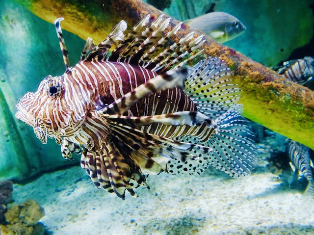 Long Island Aquarium