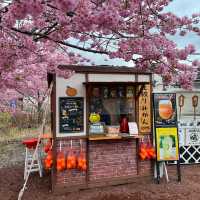 Kawazu Sakura festival in Japan