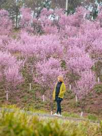 สถานี Khangzhuang จุดชมซากุระสแบบฉ่ำๆ แห่งฉงชิ่ง🌸