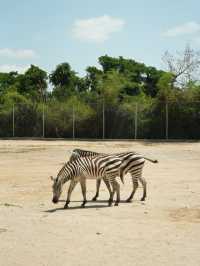 🇹🇭曼谷北碧府 Safari Park Kanchanaburi 🦒坐巴士遊覽動物園🚌 近距離與動物接觸！