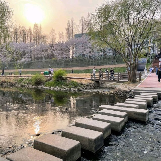 Discovering Seoul's Cherry Blossom Hotspots
