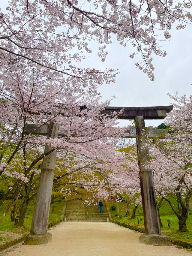 【太宰府市】桜、紅葉、新緑と季節を楽しめる神社