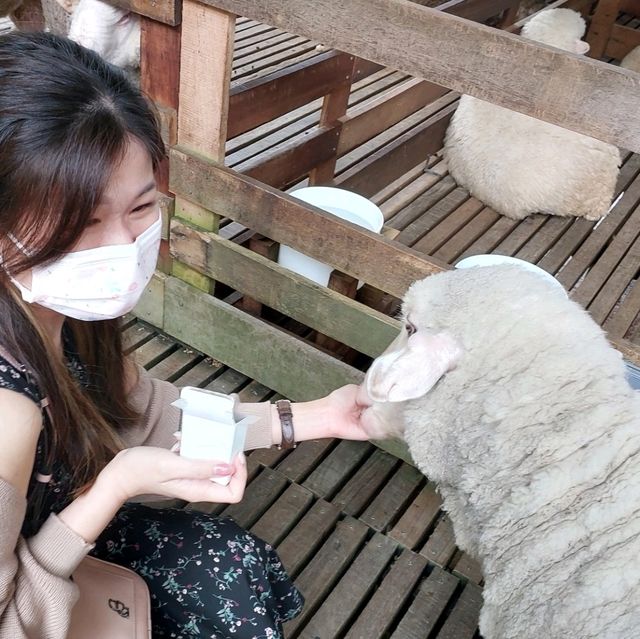 Fun at The Sheep Sancturay