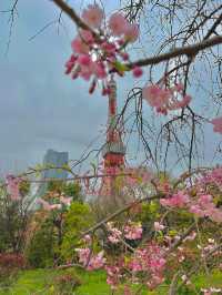 도쿄 벚꽃 명소는 여기