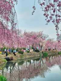 아름다운 벚꽃커튼을 원없이 볼수있는곳🌸