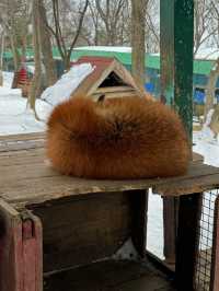 【宮城】100匹のキツネに会える!蔵王キツネ村🦊🌿日本