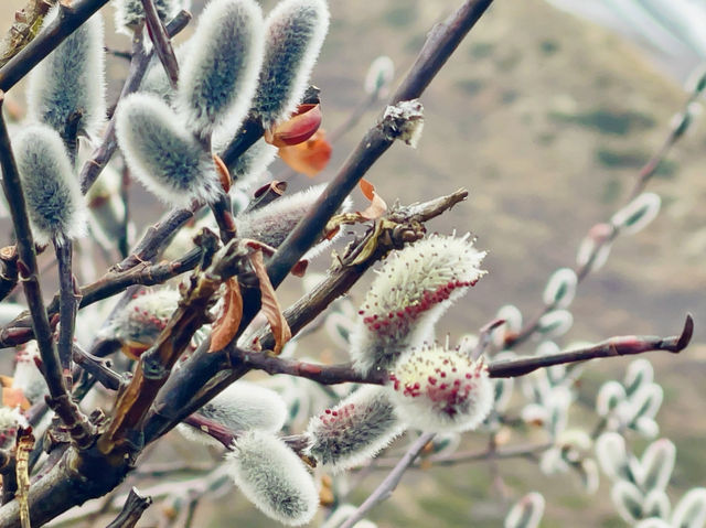 Blooming steadfastly behind mountains🌸🌸