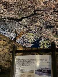 【滋賀】堀の水面に映るリフレクションが素敵すぎるお城の桜