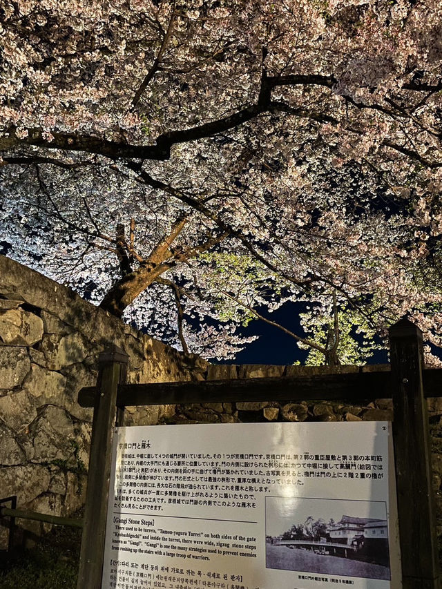 【滋賀】堀の水面に映るリフレクションが素敵すぎるお城の桜