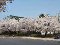 Yeouido Cherry Blossom Festival