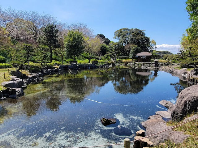 【鹿兒島】吉野公園：賞櫻，情侶和獨自一人