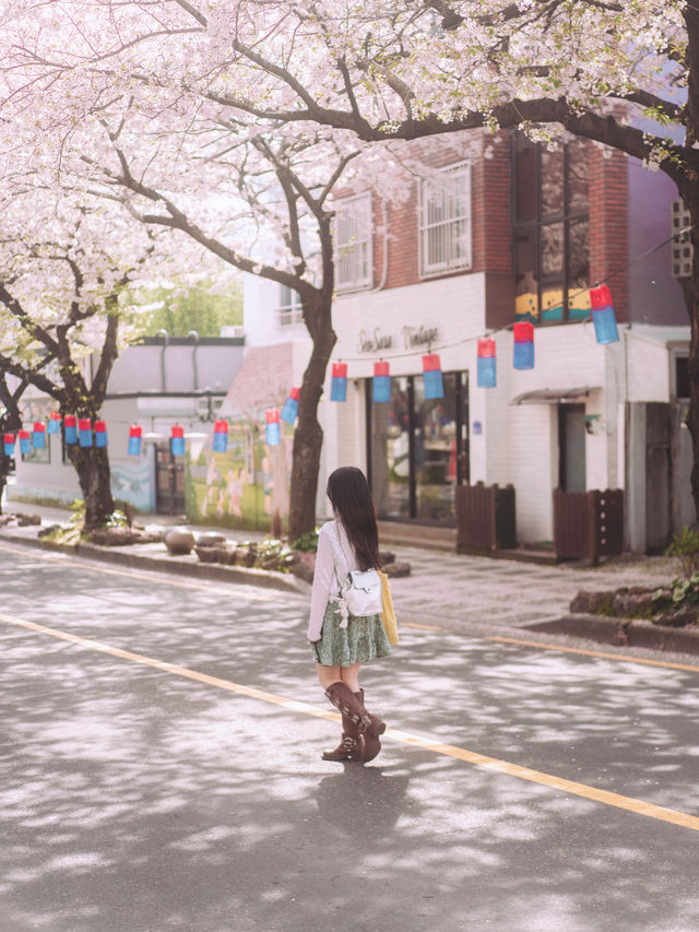 🇰🇷濟州島 ｜韓國最推薦的櫻花大道「典農路」