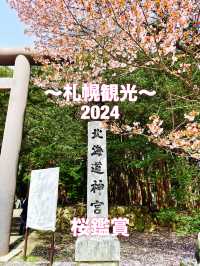札幌　札幌観光　やっぱり外せない北海道神宮の桜！