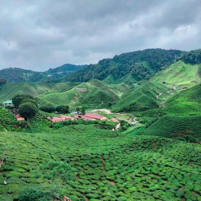 Best Tea Plantation In Cameron Highlands