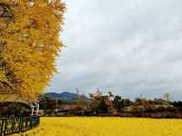The Ginkgo tree in South Korea Gangwon Province
