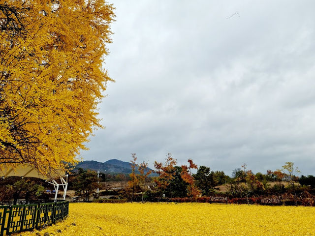 The Ginkgo tree in South Korea Gangwon Province