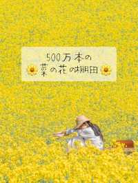 500万本の菜の花棚田は圧巻🌼🌼🌼