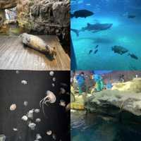 【大阪】日本最大水族館，必去景點