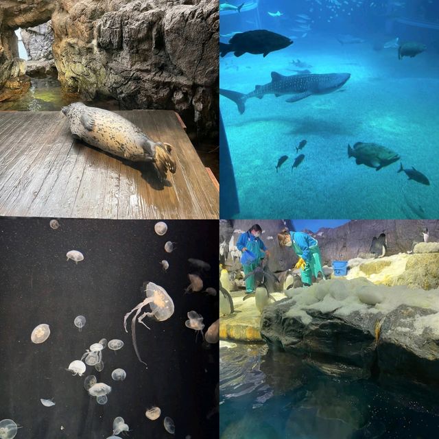 【大阪】日本最大水族館，必去景點