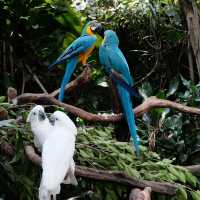 新加坡飛禽公園：近距離觀賞珍稀飛禽，絕佳地方領略鳥類奇觀！