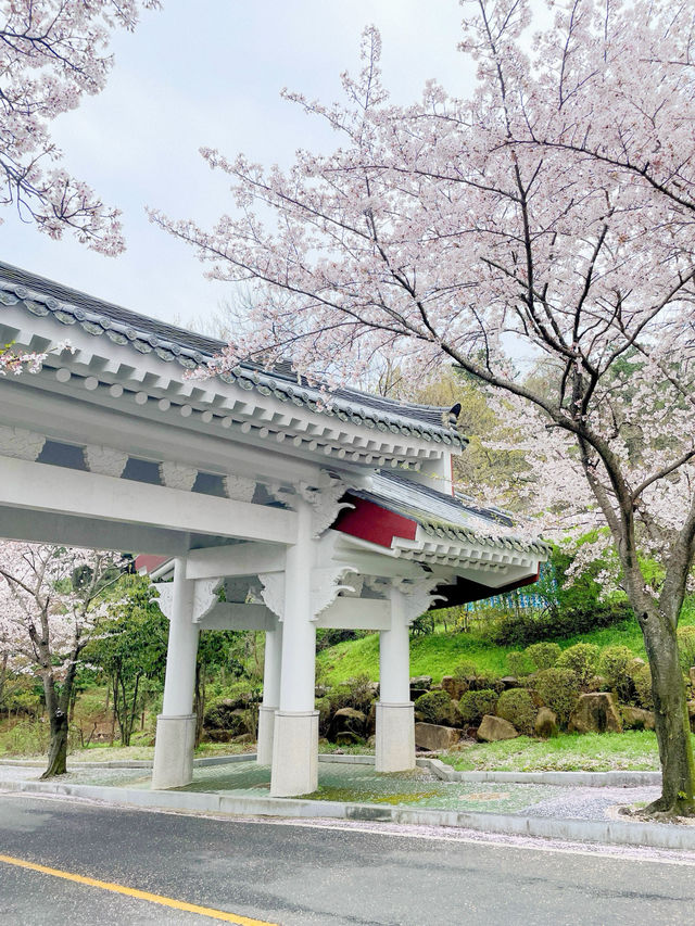 창원 태극기와 벚꽃을 함께 볼 수 있는 곳🇰🇷💗