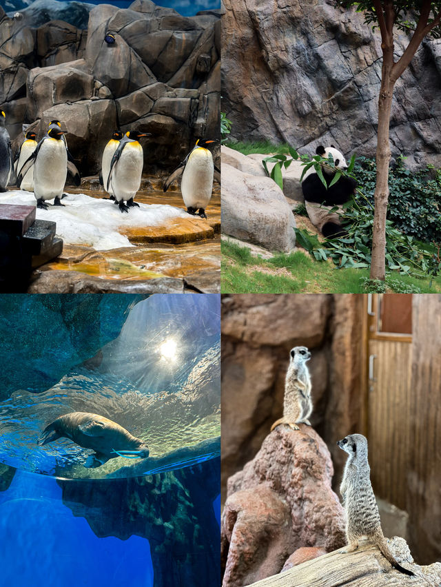 香港｜去🇭🇰海洋公園一定要看這篇全攻略‼️