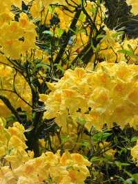 新加坡巨型溫室花園！400,000棵特色植物打卡！
