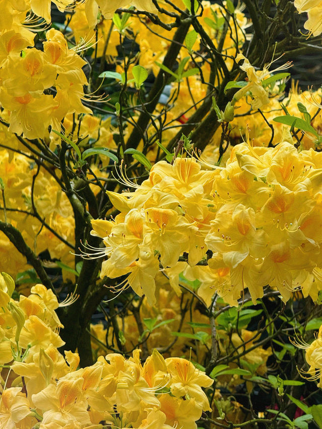 新加坡巨型溫室花園！400,000棵特色植物打卡！