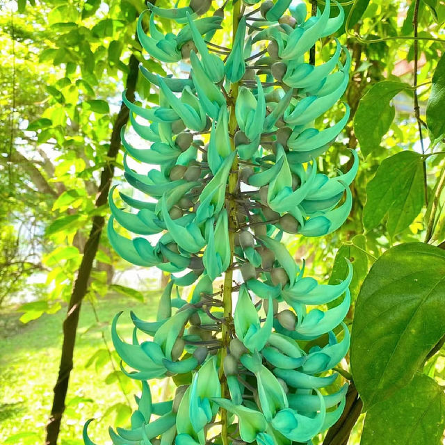 「沖繩東南植物樂園：珍稀植物，科普教育，豐富遊園體驗」