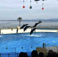 【 福岡之旅。以九州之海為主題的水族館 】 