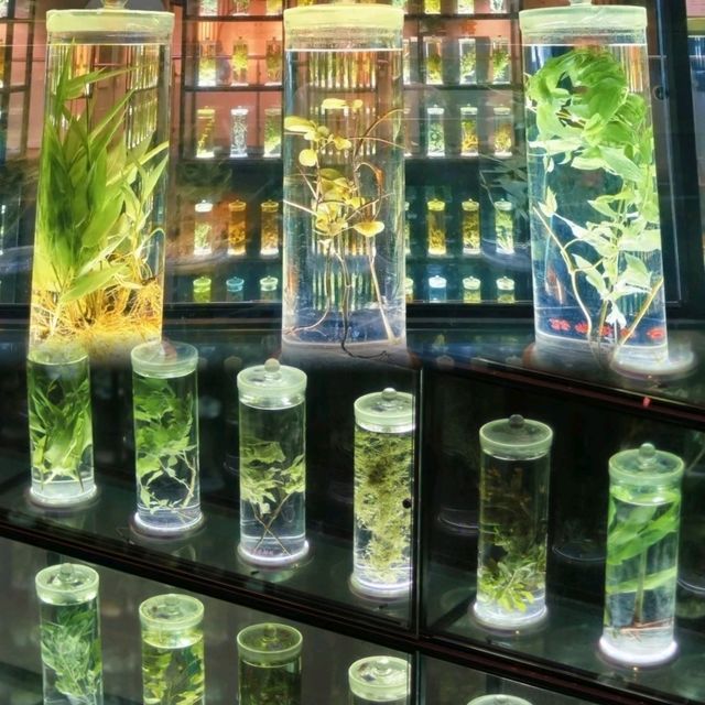 ✨廣州~廣東中醫藥博物館✨