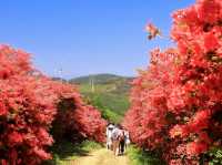 杜鵑花聖地宮城縣德仙丈山