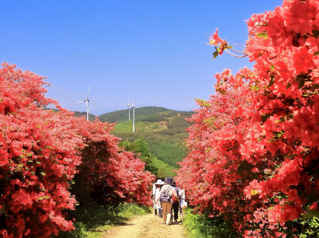 杜鵑花聖地宮城縣德仙丈山