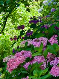 【鎌倉/長谷寺】高台から見る海と紫陽花は天国のよう