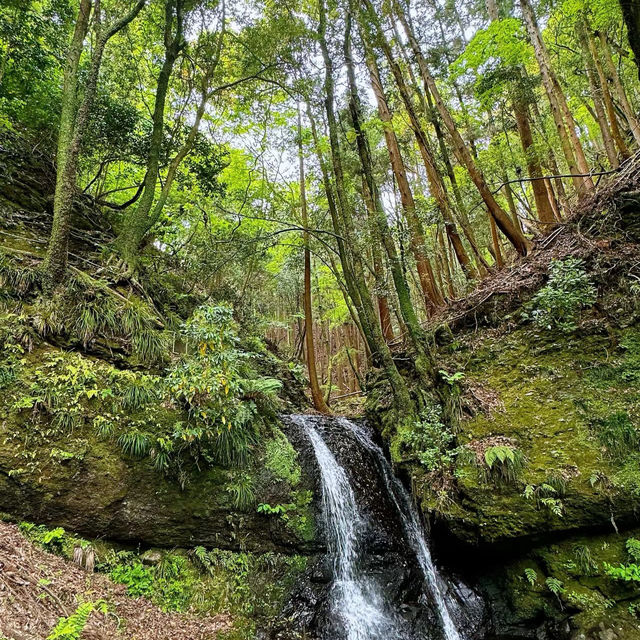 飛鳥山公園：賞花、散步、家庭聚會的理想選擇，寧靜自然樂園